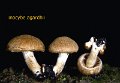 Inocybe agardhii-amf1020
